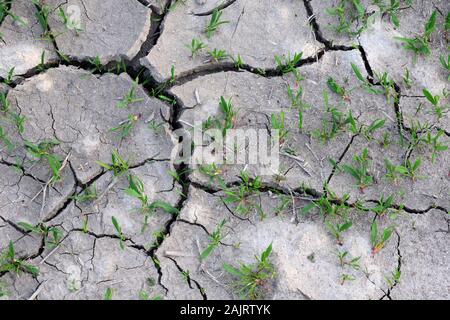 La sécheresse du sol fissuré et la croissance des plantes Banque D'Images