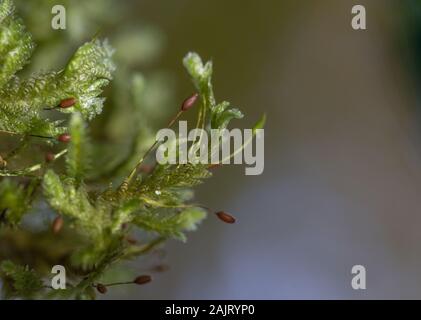 Moss Neckera pumila dans la forêt primaire dans les Carpates. Macro photo. Banque D'Images