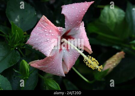 Hibiscus est un genre de plantes de la famille des Malvacées,. Banque D'Images