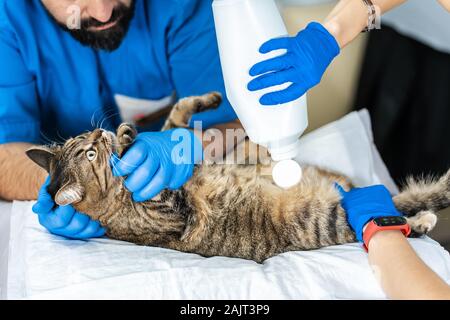 Les vétérinaires mener à une échographie d'un chat domestique. Banque D'Images