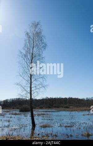 La production d'arbres de bouleau dans l'eau Banque D'Images