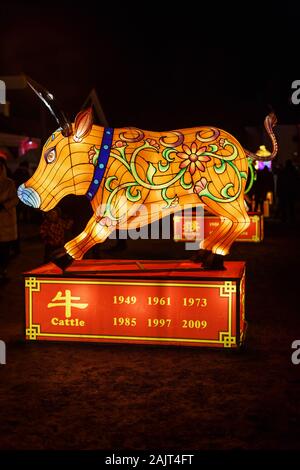 Bovins géant lanterne de Chine, symbole du zodiaque. Fête des lumières à Pakruojis Manor, Lituanie Banque D'Images