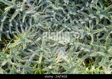 Carlina acaulis carline acaule, chardon des champs, en hiver Banque D'Images