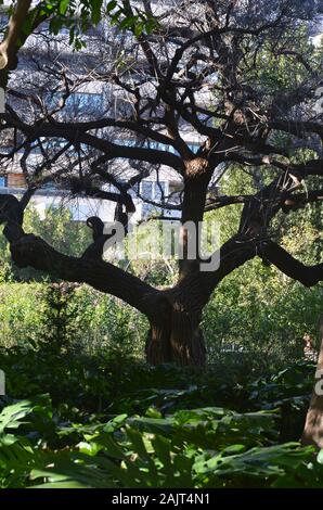 Le 19ème siècle Les Jardins de Montfort néoclassique à Valence, Espagne Banque D'Images