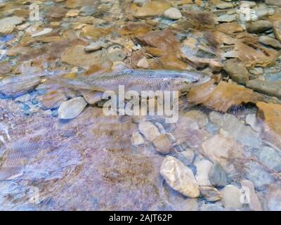 La truite brune sauvage, Salmo trutta, baignade en rivière dans un petit cours d'eau nettoyer l'eau peu profonde. Banque D'Images