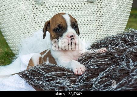 Petit boxer chien couché dans les patchs Banque D'Images