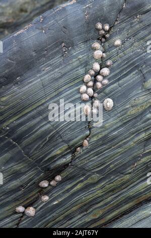 Les patelles le long d'une fissure dans la roche Cadgwith Banque D'Images