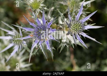 Fleurs de houx de la mer Méditerranée (Eryngium bourgatii) Banque D'Images