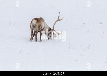 En hiver la population boréale de caribous des bois (Rangifer tarandus caribou) Banque D'Images