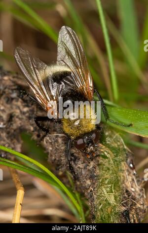 Mesembrina mystacea (Muscidae) se nourrissant d'excréments Banque D'Images