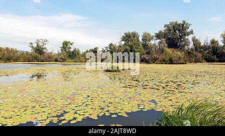 Étang de pêche près de la rivière Sava, Zagreb Banque D'Images