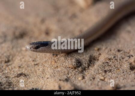 Serpent à tête noire des plaines (Tantilla nigriceps) de Otero County, Colorado, USA. Banque D'Images