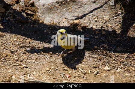 Bridled jaune finch Banque D'Images