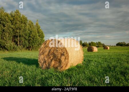 Les grandes balles de foin sur une verte prairie, arbres et nuages dans le ciel. Banque D'Images