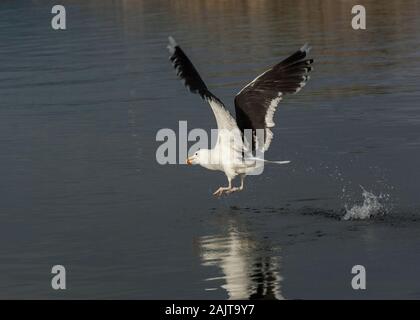 Goéland argenté (Larus marinus), des profils de décoller, Flatanger, Norvège Banque D'Images