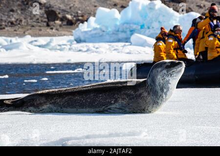 Les touristes s'asseoir dans un zodiac et regarder Leopard Seal Hydrurga leptonyx) (l'Antarctique Banque D'Images