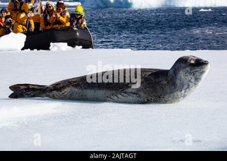 Les touristes s'asseoir dans un zodiac et regarder Leopard Seal Hydrurga leptonyx) (l'Antarctique Banque D'Images