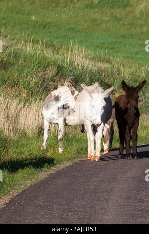 Une mère est à côté d'âne son bébé sur le bord de la route avec les membres du troupeau derrière et une herbe verte colline dans l'arrière-plan à Custer State Park Banque D'Images