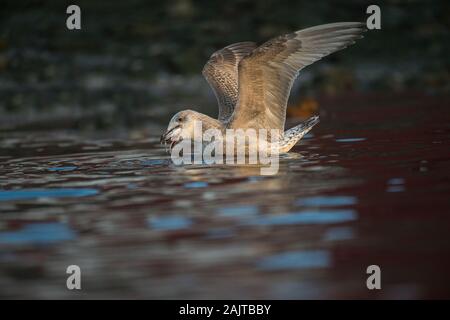 Hareng Gull (Larus argentatus), immatures dans l'alimentation, le port de Båtsfjord Varanger, la Norvège arctique Banque D'Images