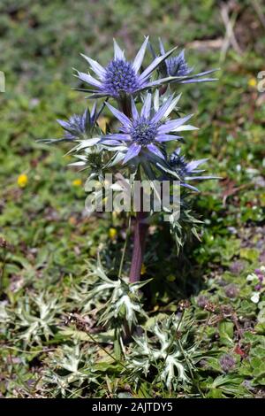 Fleur de houx de la mer Méditerranée (Eryngium bourgatii) Banque D'Images