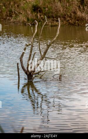 L'eau de la rivière à sec arbre branche dans un lac, l'eau calme, la fin de l'automne avec des couleurs pastel. Les traces blanches de crottes d'oiseaux. Photo prise près de la vallée de la rivière Maritsa, Bulgarie, jour nuageux Banque D'Images