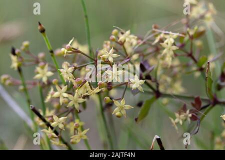 Fleurs de Madder sauvage commun (Rubia peregrina) Banque D'Images