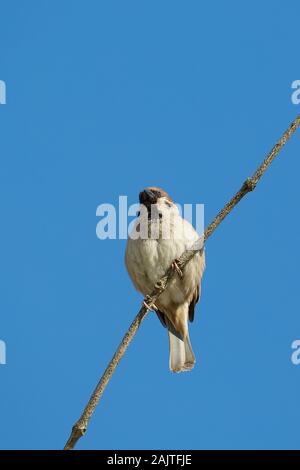 Moineau sur une branche, ciel bleu Banque D'Images