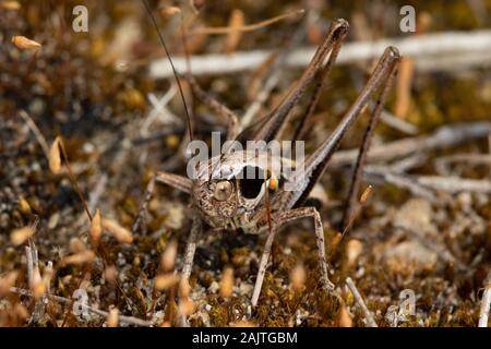 Roesel's bush-cricket (Metrioptera roeselii) Banque D'Images