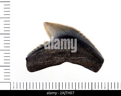 Dent de requin tigre fossile, Galeocerdo cuvier. Les requins tigre évolué dans le Miocène, qui s'étend de 5 à 23 millions d'années Banque D'Images