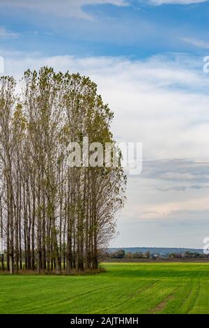 Les peupliers dans la rangée, le bulgare à la fin de l'automne près de green field Zlato Pole village, municipalité de Dimitrovgrad, Haskovo, Bulgarie, province de l'Europe. Paysages étonnant paysage, beau ciel Banque D'Images