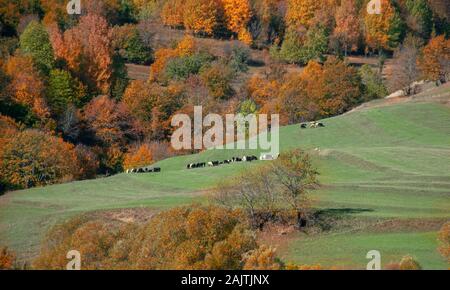 Le troupeau de moutons ou chèvres sur la steppe d'automne Banque D'Images