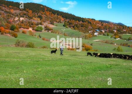 Artvin, Turquie, Photo prise le 15 octobre 2019 : femme berger et troupeau de moutons sur le plateau en automne Banque D'Images