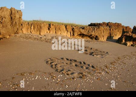 Les voies des tortues de mer plage croix à Blowing Rocks Preserve sur Jupiter Island, en Floride, au début de la lumière du matin. Banque D'Images