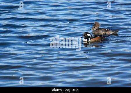 Harle couronné mâle et femelle Canard branchu natation sur le lac des vagues de vent Banque D'Images