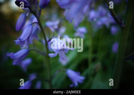 Un riche jardin vert et violet avec des bogues. Banque D'Images