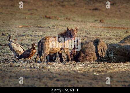 L'Hyène tachetée - Crocuta crocuta plusieurs des hyènes et des vautours qui se nourrissent de l'éléphant mort dans la boue, Mana Pools au Zimbabwe. Très tôt dans la masse à sec Banque D'Images