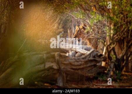 Lion - Panthera leo roi des animaux. Lion - le plus grand chat d'Afrique - la chasse dans le Parc National de Mana Pools au Zimbabwe, cachés dans la brousse. Banque D'Images