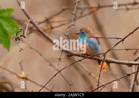 Blue Waxbill Cordonbleu Uraeginthus ou le sud - angolensis également connu sous le nom de blue-breasted waxbill, blue-cheeked cordon-bleu ou de l'Angola, les espèces de l'est Banque D'Images