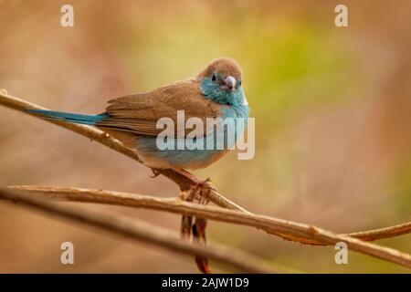 Blue Waxbill Cordonbleu Uraeginthus ou le sud - angolensis également connu sous le nom de blue-breasted waxbill, blue-cheeked cordon-bleu ou de l'Angola, les espèces de l'est Banque D'Images