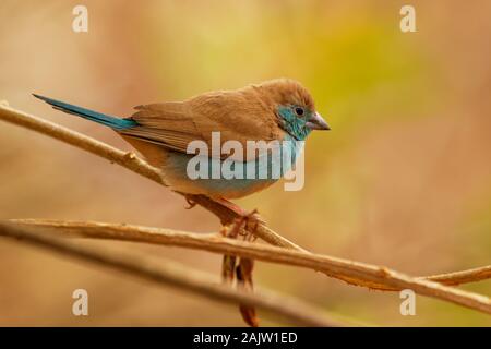 Blue Waxbill Cordonbleu Uraeginthus ou le sud - angolensis également connu sous le nom de blue-breasted waxbill, blue-cheeked cordon-bleu ou de l'Angola, les espèces de l'est Banque D'Images