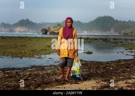 Une femme rechercher d'algues qui a été réalisée par les vagues à la plage.Cette algue peut seulement être obtenu dans la matinée, avant que la marée revient et reprend à partir de la plage d'Kondang Merak. Banque D'Images