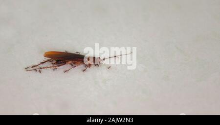 Approche d'un grand cafard mort des zones tropicales sur un sol blanc avec de petites fourmis autour de ce que veulent les manger Banque D'Images