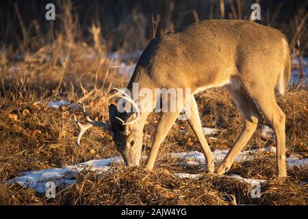 Buck de cerf de Virginie (Odocoileus virginianus) naviguant sur la plaine inondable en hiver Banque D'Images