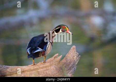 Canard en bois (Aix Sponsa) drake perché sur une bûche Banque D'Images