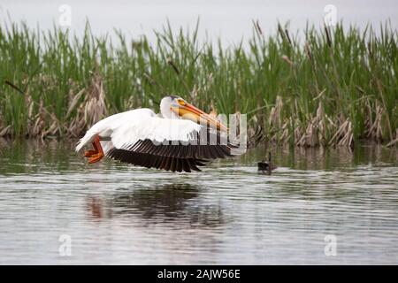 Le pélican blanc d'Amérique (Pelecanus erythrorhynchos) survolant la surface de l'eau dans les marais des Prairies Banque D'Images