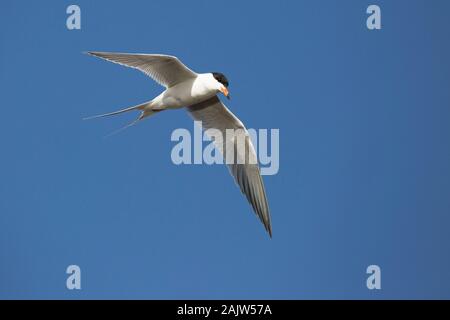 Sterne commune (Sterna hirundo) planant dans un ciel bleu clair, Alberta, Canada Banque D'Images