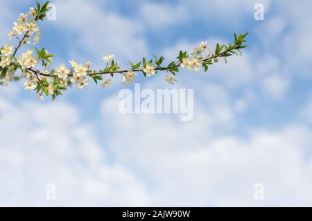 Arrière-plan de printemps. Succursale de prunes avec des fleurs. Ciel bleu avec des nuages. Banque D'Images