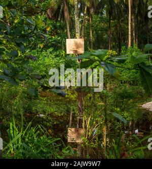 Les inondations de l'eau vieux panier de basket-ball sur tree in jungle Banque D'Images