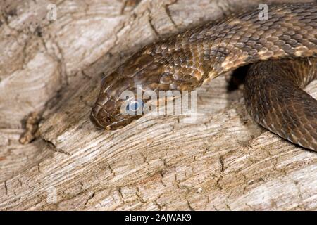 VIPERINE Snake (Natrix maura). À propos de slough n.b. la décoloration de la surface opaque de l'échelle de l'œil. L'Espagne. Banque D'Images