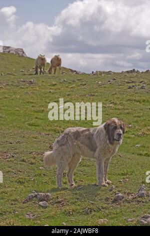 Chien de Berger des Pyrénées (race locale) Canis lupus familiaris. Picos de Europa, les Asturies, dans le nord de l'Espagne. Banque D'Images